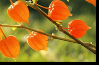 Ashwagandha para la fertilidad masculina