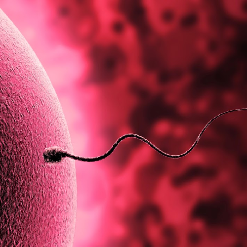 Foto Institut M�dic de Fertilitat - IMF