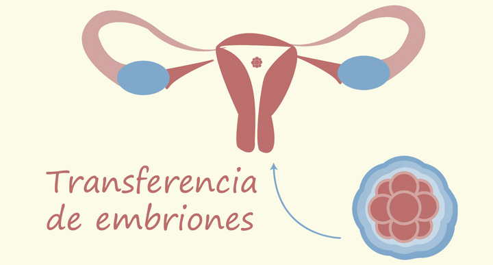 �C�mo se realiza una transferencia de embriones?