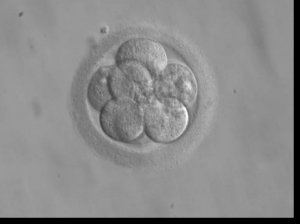 historia de la fertilizacin in vitro