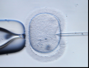 historia de la fertilizacin in vitro